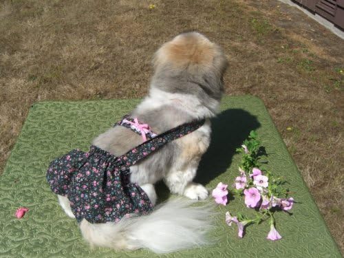 Joybies Cvjetna piddle suknja za x mali ženski pas