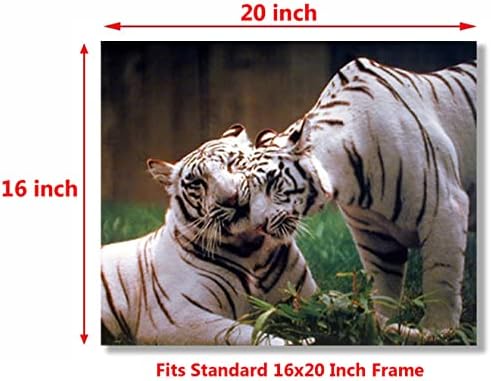 Par bijelog bengalskog tigra zidnih dekor divljih životinja art tiskani plakat