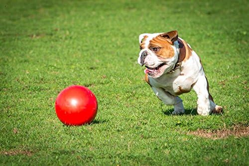 Boomer Ball 10 inčni, gotovo neuništiva najbolja igračka za pse, dosadna nogomet, tvrd i izdržljiva velika pseća lopta, plovci